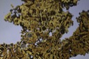 1458 Lobaria pulverulenta-Physconia distorta - 1